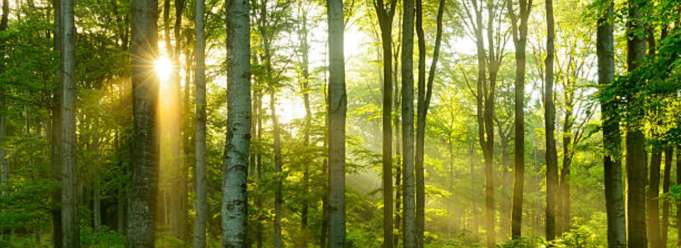 Your source for Forestry Services in North Devon